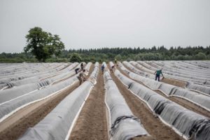 saisonarbeitskräfte