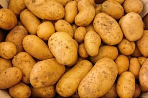 kartoffelernte