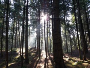 waldbesitzer