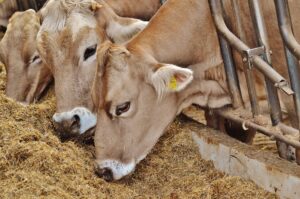 tierhalter