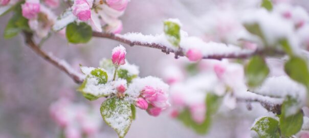 Frost auf Apfelblüten im Frühjahr