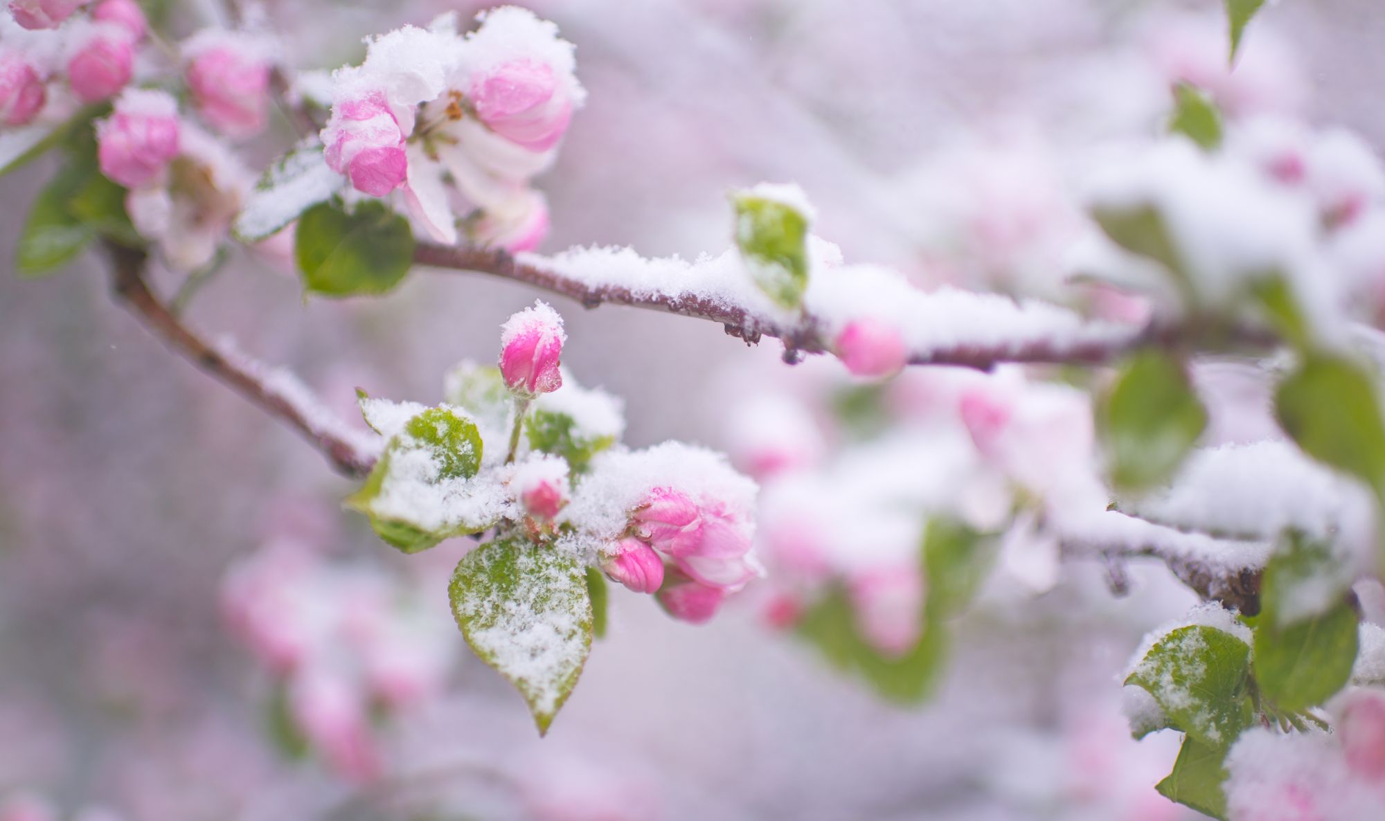 Frost auf Apfelblüten im Frühjahr