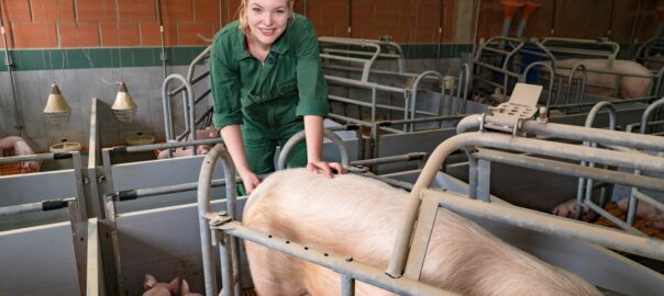 junge landwirtin misst bei einem schwein im schweinestall fieber