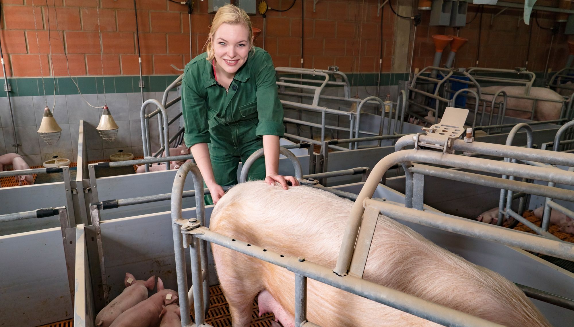 junge landwirtin misst bei einem schwein im schweinestall fieber
