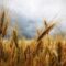 BMEL-Erntebericht 2023: Getreide leidet unter Wetterkapriolen