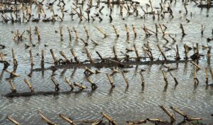 hochwasser auf einem maisfeld