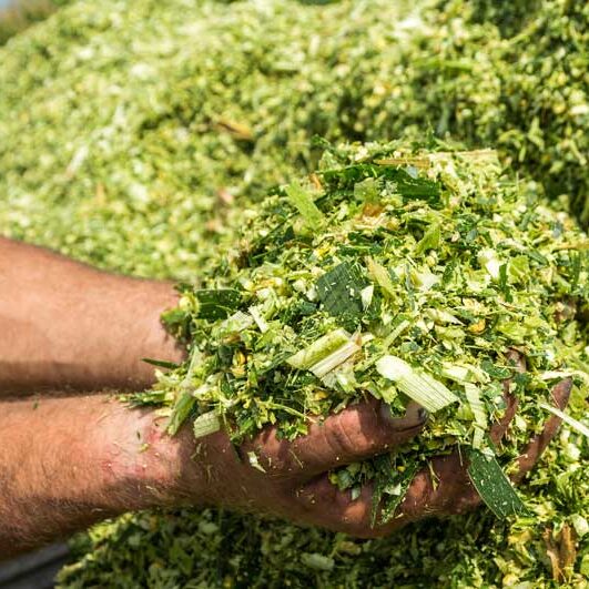 Hand in Silage