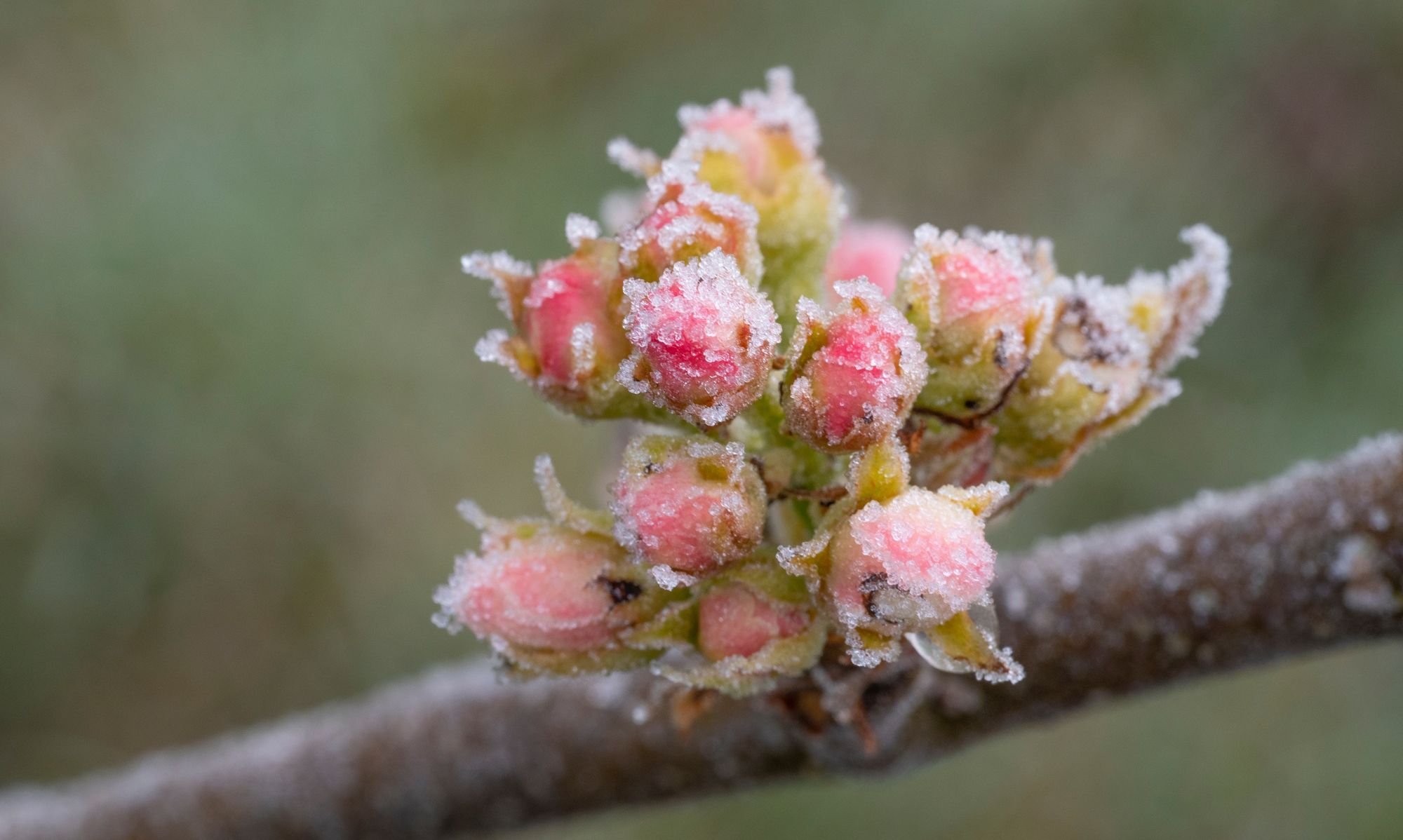 apfelblüten mit frost überzogen
